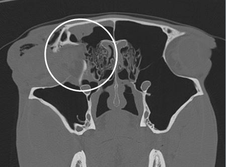Bilder Weichteil-/Knochenveränderungen am Kopf und Auge - Pferdeklinik ...